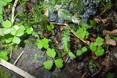 Azorella hookeri (Azorella hookeri)