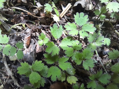 Azorella hookeri (Azorella hookeri)