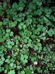 Azorella hookeri (Azorella hookeri)
