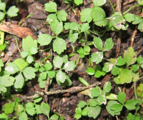 Azorella hookeri (Azorella hookeri)