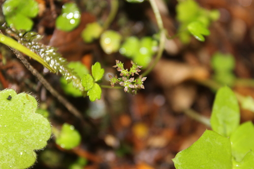 Azorella hookeri (Azorella hookeri)