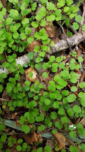 Azorella hookeri (Azorella hookeri)