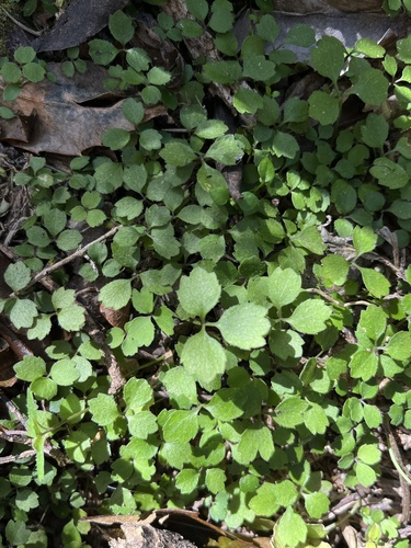 Azorella hookeri (Azorella hookeri)