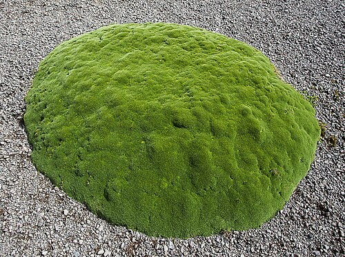 Azorella macquariensis: Azorella macquariensis cushion plant on Macquarie Island.