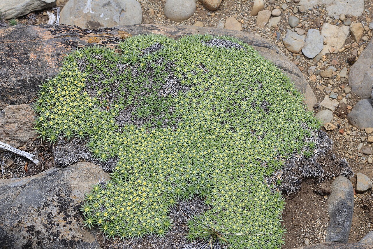 Azorella monantha: Azorella monantha photographed in Picunches, Neuquén, Argentina