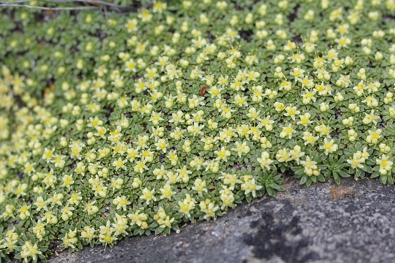 Azorella monantha: Tufted azorella ( Azorella monantha ) photographed in Neuquén, Argentina