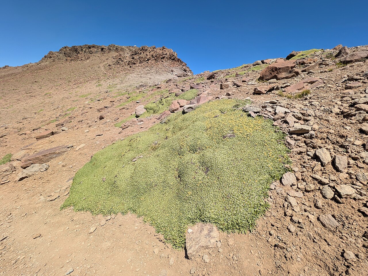 Azorella monantha: Azorella monantha in La Parva in R Metropolitana de Santiago, Chile