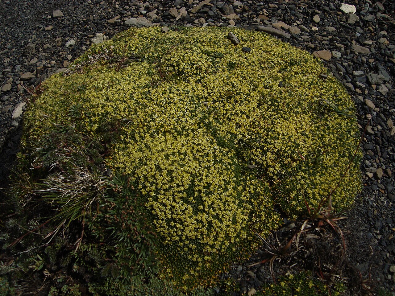 Azorella monantha: This and the previous photo are of the same plant. It is common in the alpine.