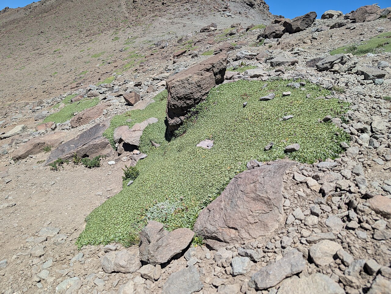 Azorella monantha: Azorella monantha in La Parva in R Metropolitana de Santiago, Chile