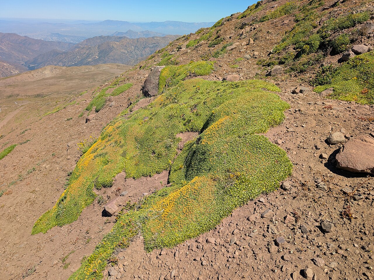 Azorella monantha: Azorella monantha in La Parva in R Metropolitana de Santiago, Chile