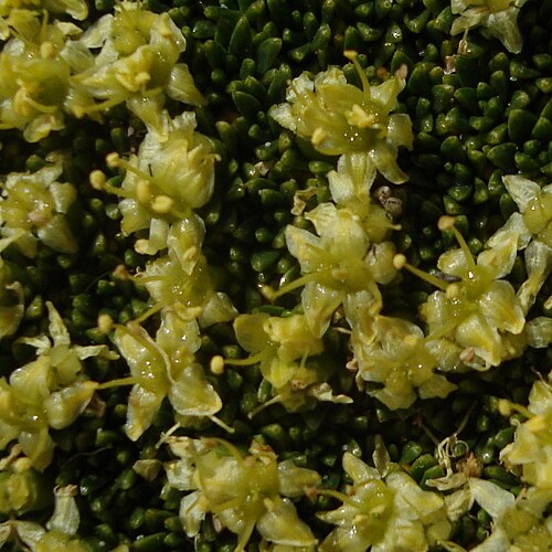 Azorella monantha: This and the next photo are of the same plant.