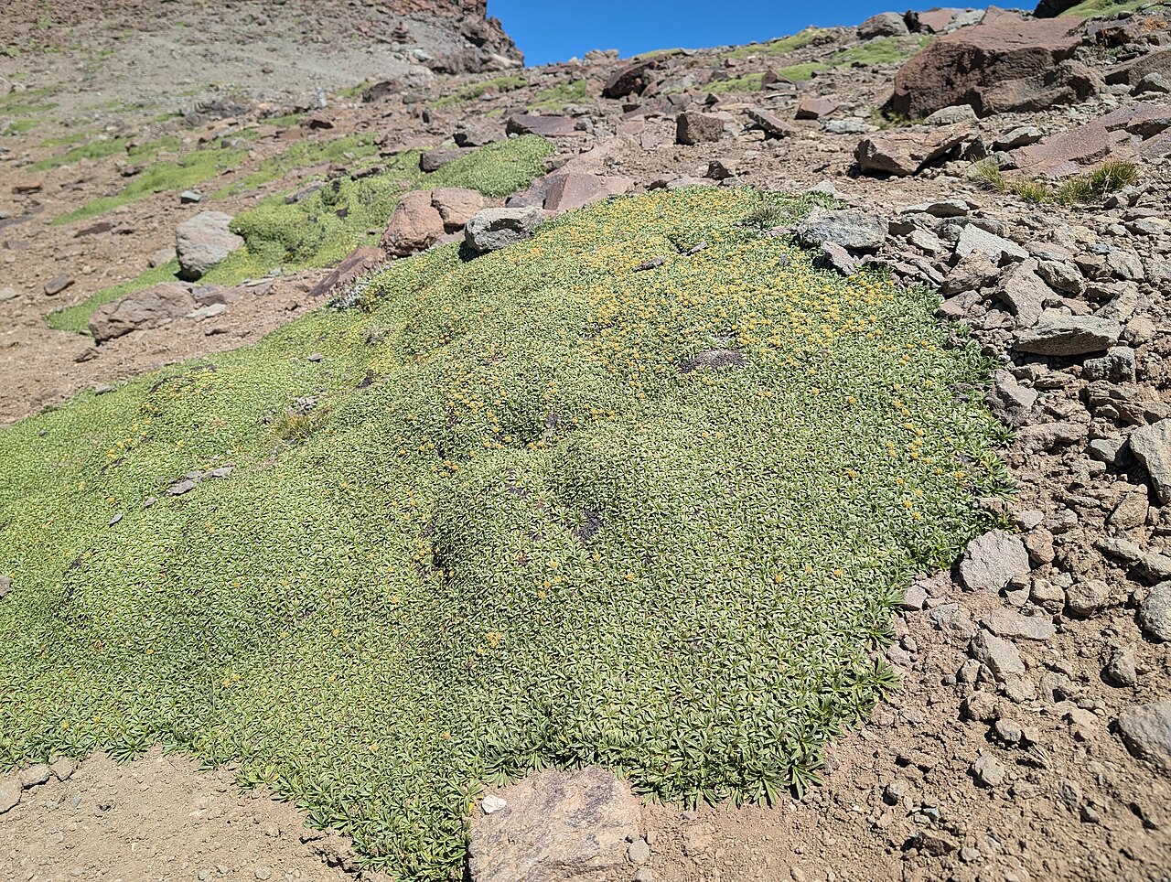 Azorella monantha: Azorella monantha in La Parva in R Metropolitana de Santiago, Chile