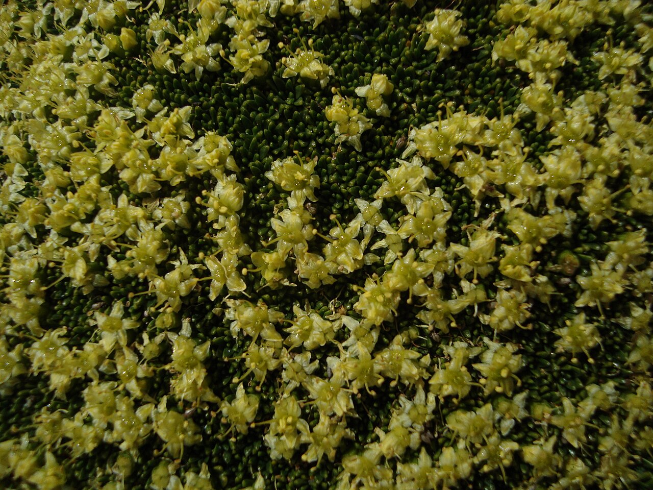 Azorella monantha: This and the next photo are of the same plant.