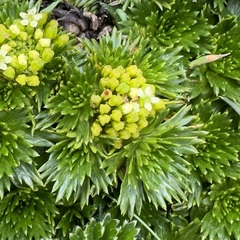 Azorella pedunculata (Azorella pedunculata)