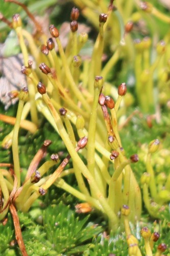 Azorella pedunculata (Azorella pedunculata)