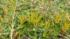 Azorella pedunculata (Azorella pedunculata)