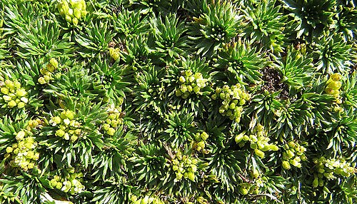 Azorella pedunculata: Found mainly in the paramos of Ecuador. Photo from near Chimborazo Mountain.