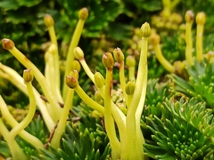 Azorella pedunculata (Azorella pedunculata)