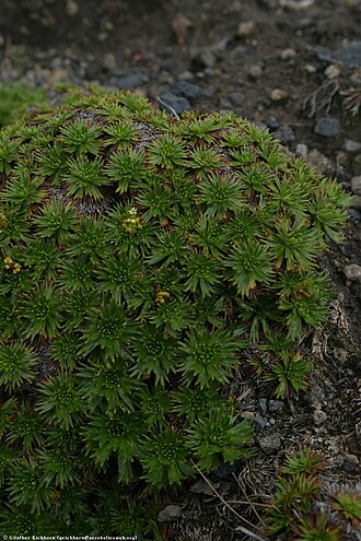 Azorella pedunculata: Azorella pedunculata