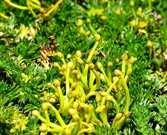 Azorella pedunculata (Azorella pedunculata)