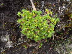 Azorella pedunculata (Azorella pedunculata)