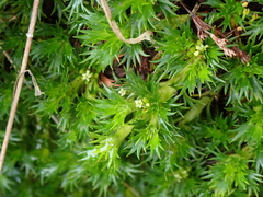 Azorella pedunculata (Azorella pedunculata)