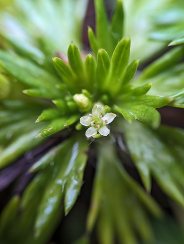Azorella pedunculata (Azorella pedunculata)