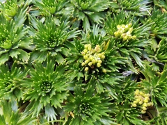 Azorella pedunculata (Azorella pedunculata)
