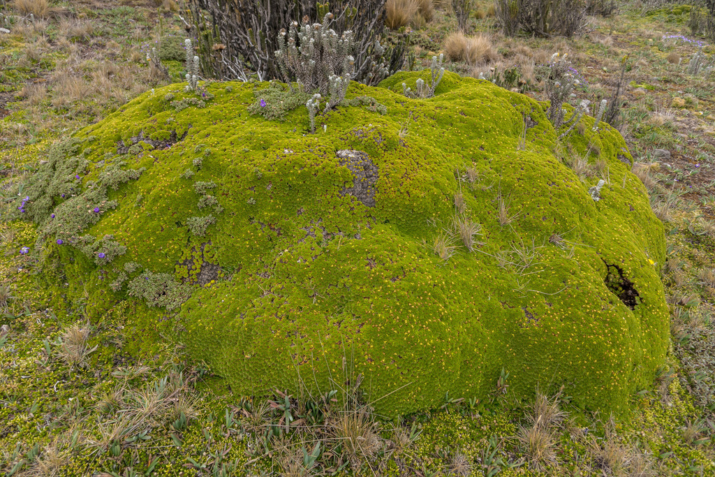 Azorella pedunculata (Azorella pedunculata)