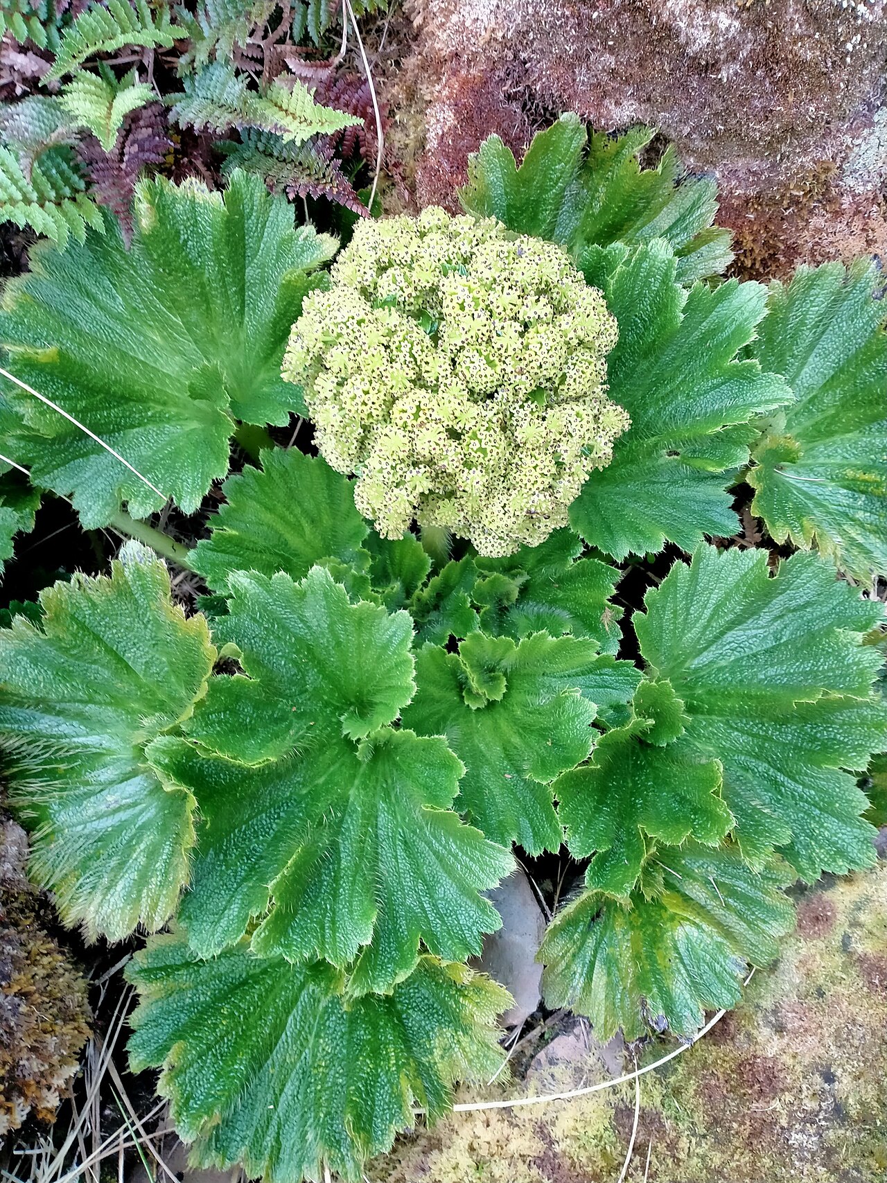 Azorella polaris: Picture of Azorella polaris from iNaturalist.