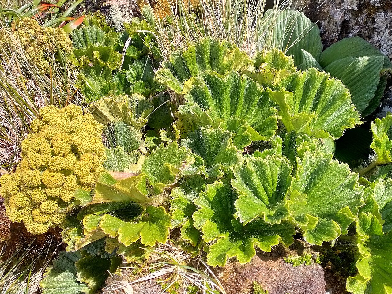 Azorella polaris: Picture of Azorella polaris from iNaturalist.