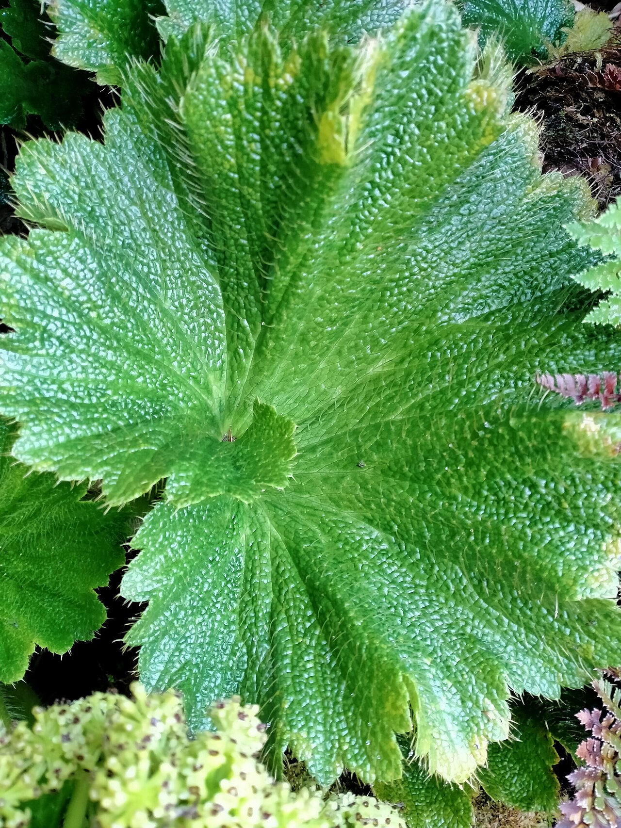 Azorella polaris: Picture of Azorella polaris from iNaturalist.