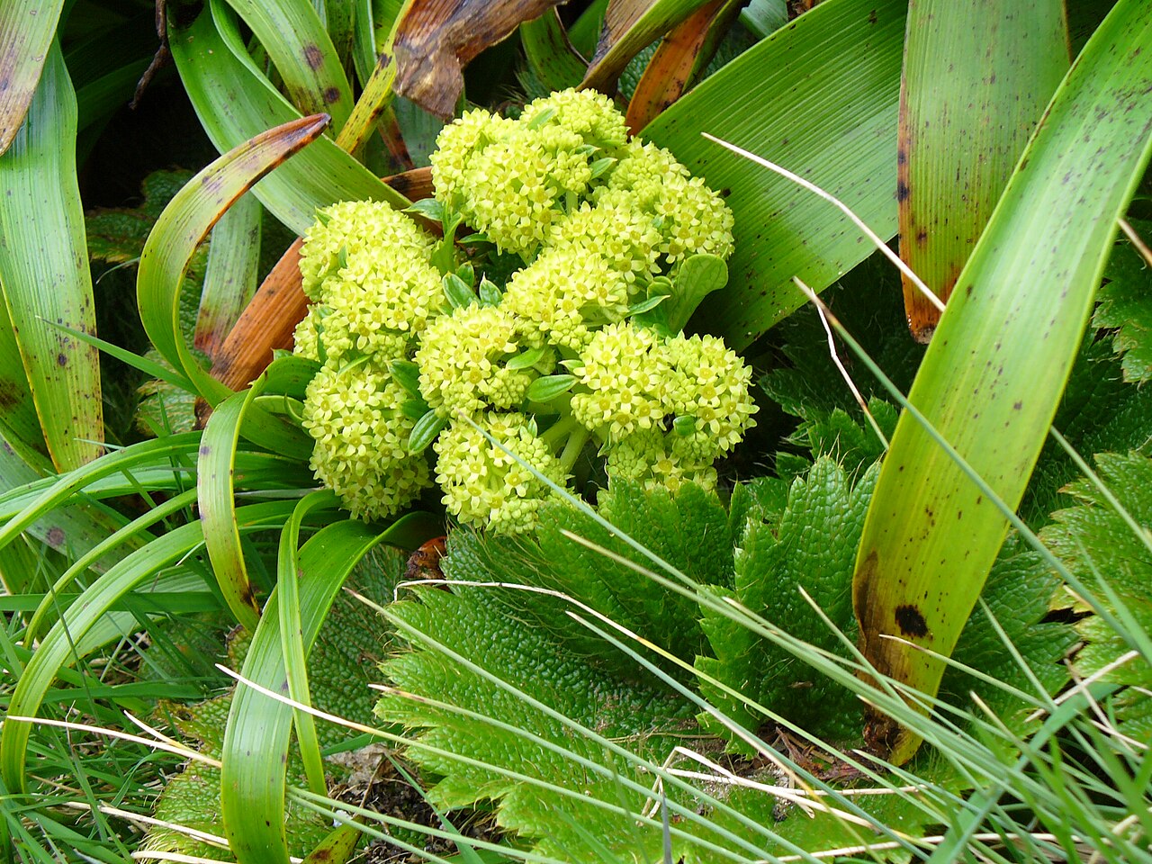 Azorella polaris: Azorella polaris , also known as the Macquarie Island Cabbage. This is part of a megaherb community growing on Campbell Island, one of the sub-antarctic islands