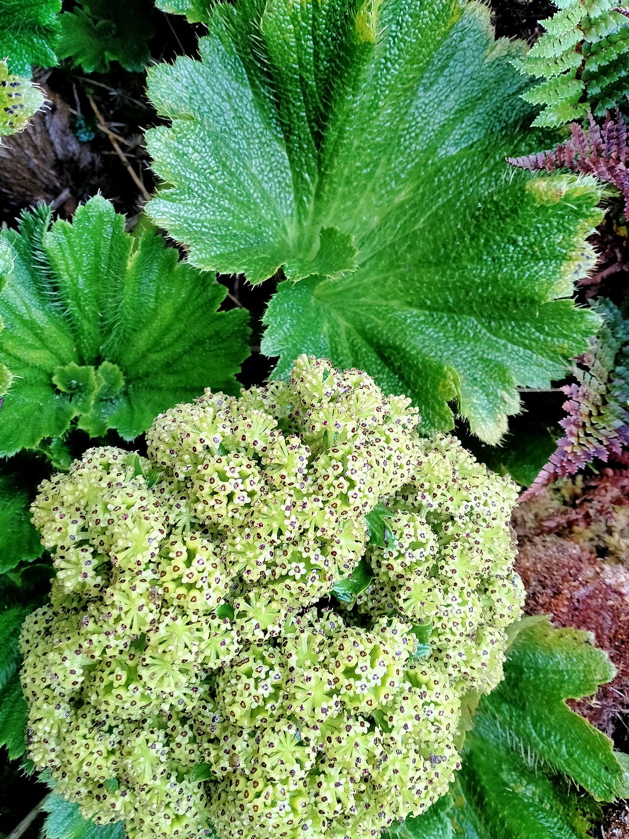 Azorella polaris: Picture of Azorella polaris from iNaturalist.