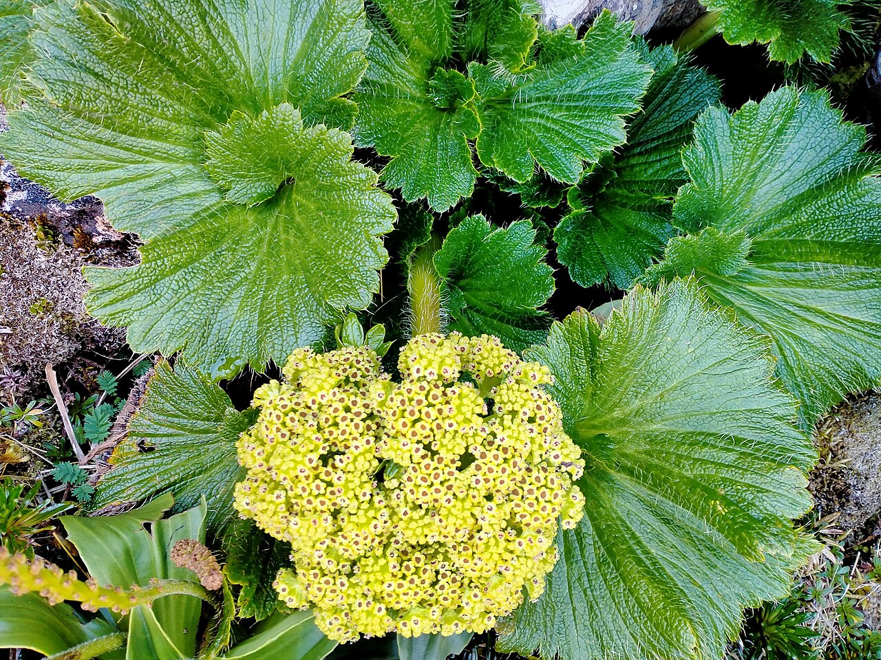 Azorella polaris: Picture of Azorella polaris from iNaturalist.