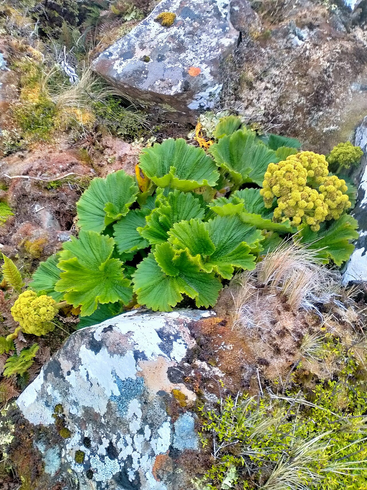 Azorella polaris: Picture of Azorella polaris from iNaturalist.