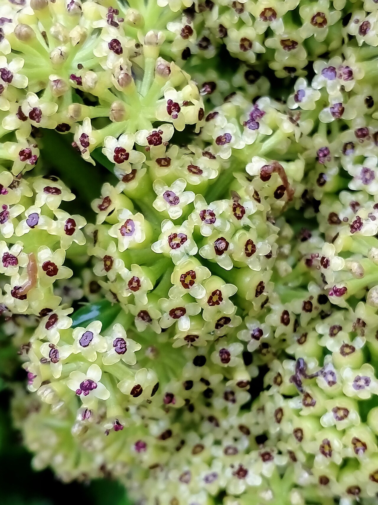 Azorella polaris: Picture of Azorella polaris from iNaturalist.