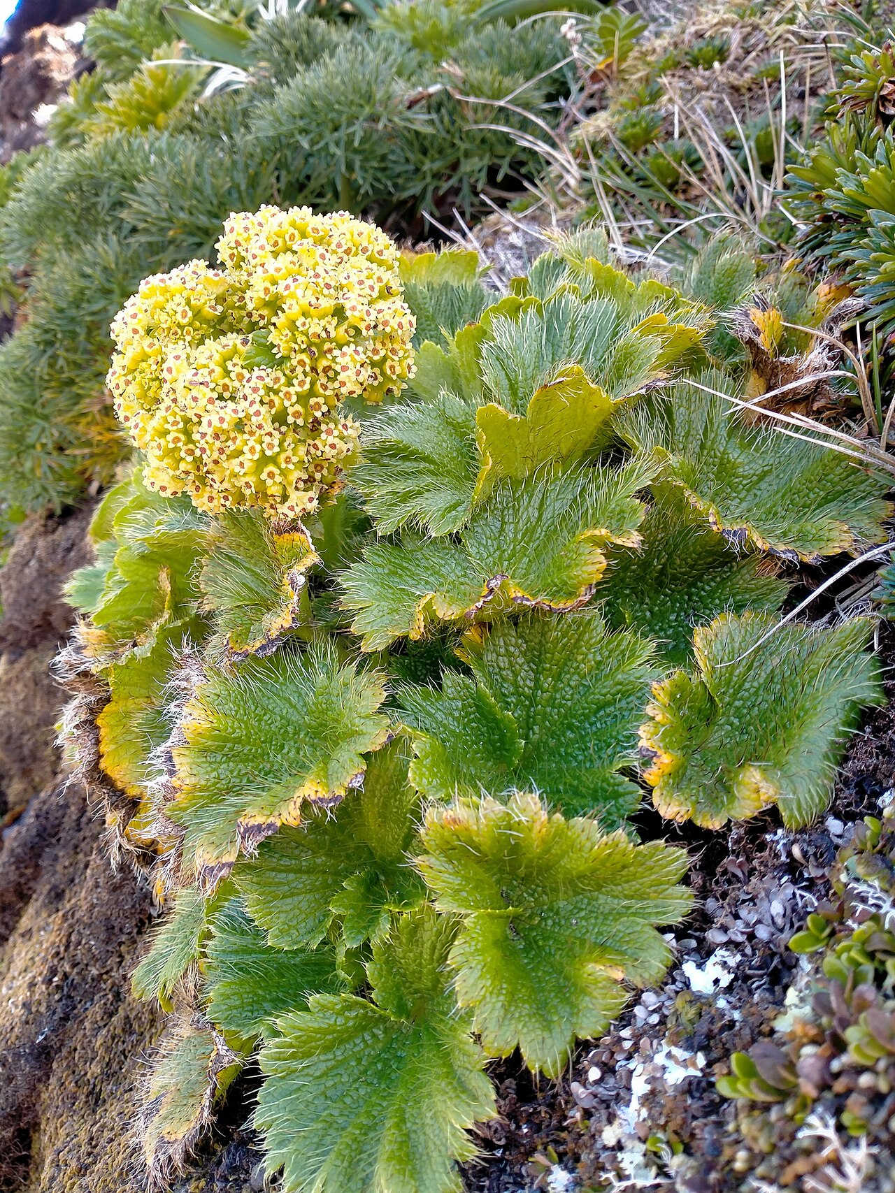 Azorella polaris: Picture of Azorella polaris from iNaturalist.