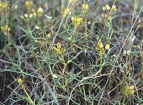 Azorella prolifera: Mulinum spinosum , (Apiaceae) - Chile, Patagonien/Patagonia, Parque Nacional Torres del Paine, N Posada Río Serrano