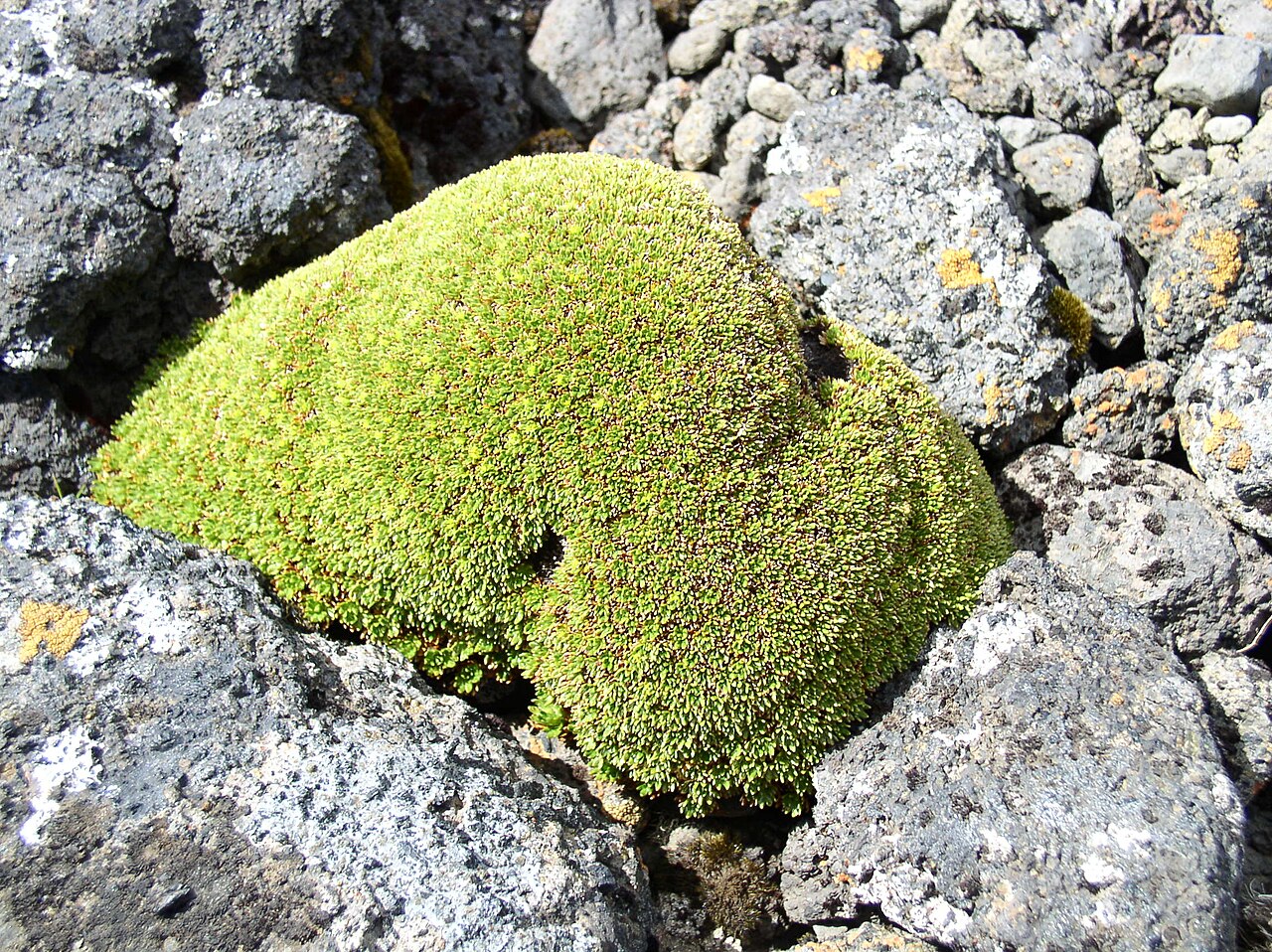 Azorella selago: Coussin d'azorelle (Azorella selago) sur l'île de la Possession