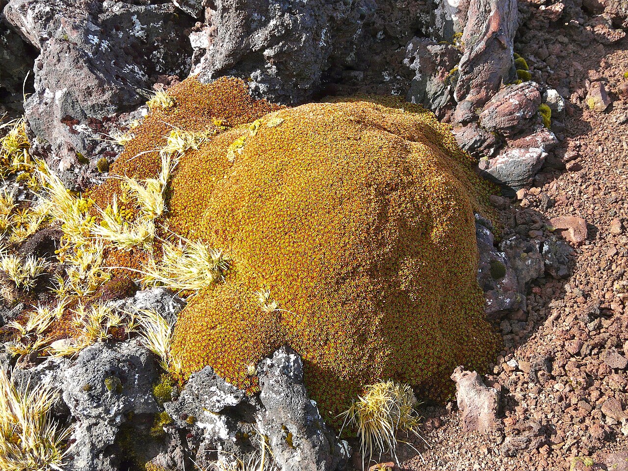 Azorella selago: Azorella selago
