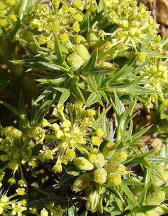 Azorella spinosa: A spiny mat plant of south and central Chile known as Monte de Burro. In context at www.dixpix.ca/sth_cordillera/flora/carrots/index.html