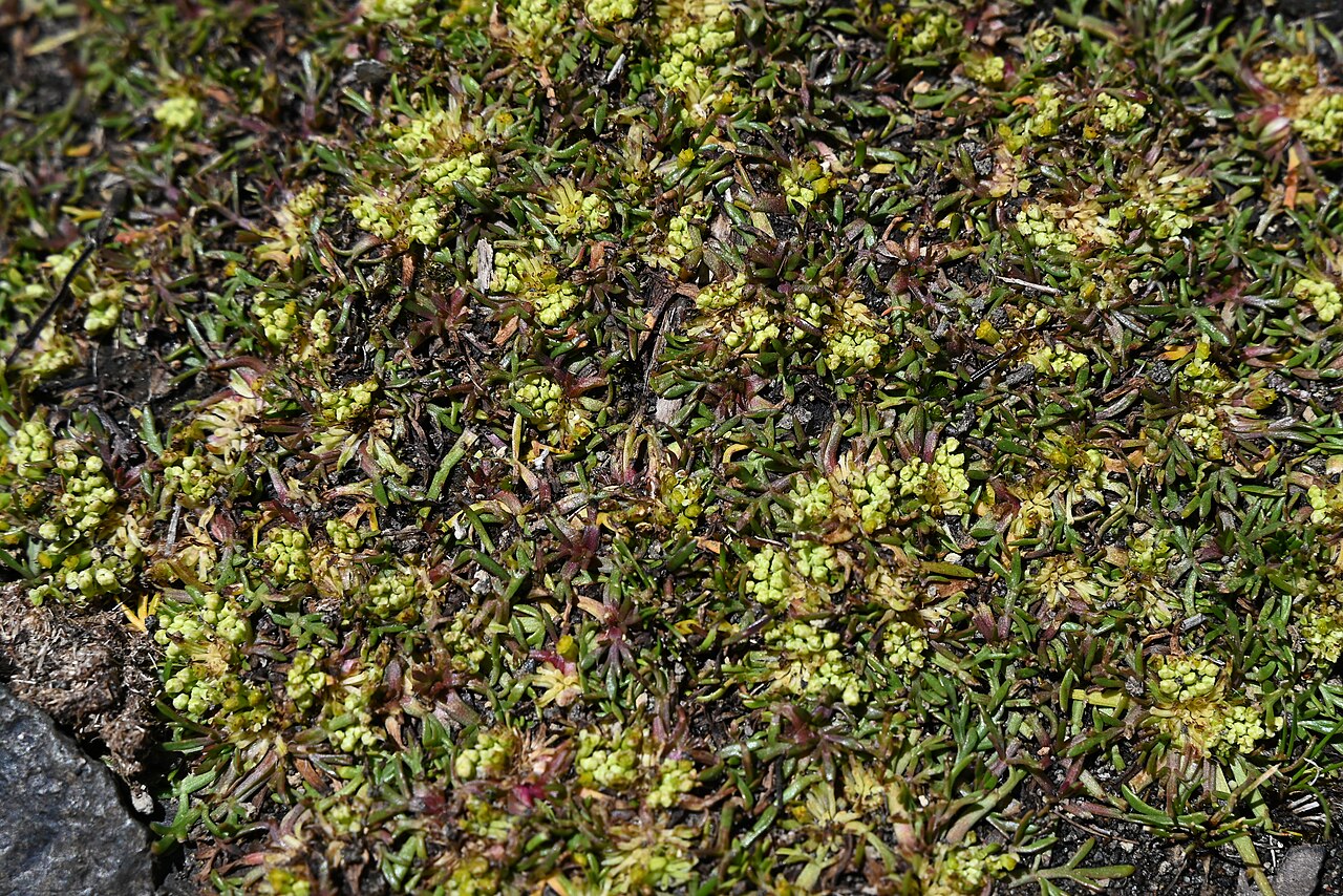 Azorella trifoliolata: Azorella trifoliolata on Laguna Chico de Icalma, Araukania, Chile