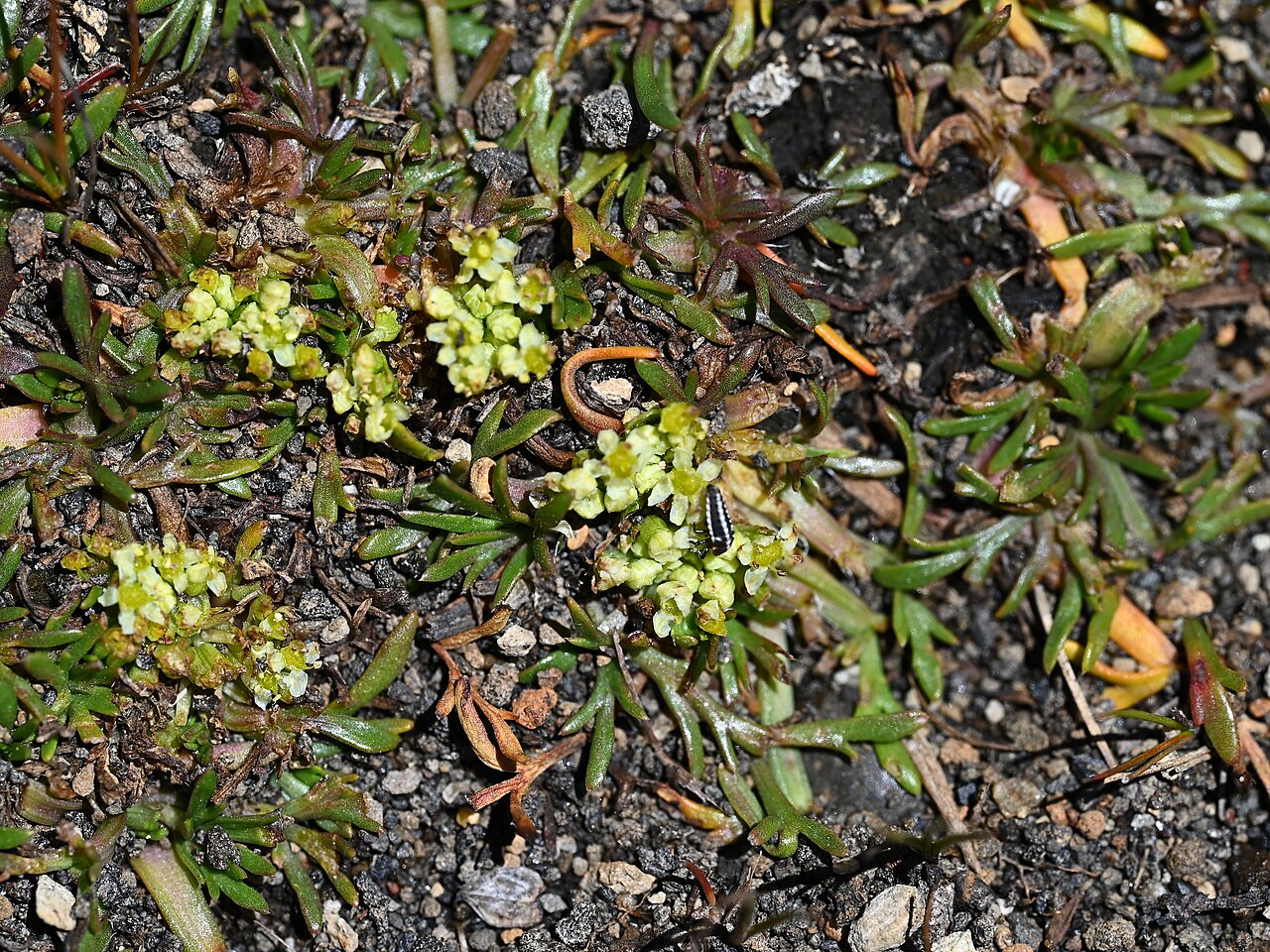 Azorella trifoliolata: Azorella trifoliolata on Laguna Chico de Icalma, Araukania, Chile