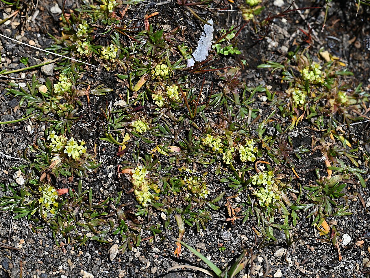 Azorella trifoliolata: Azorella trifoliolata on Laguna Chico de Icalma, Araukania, Chile
