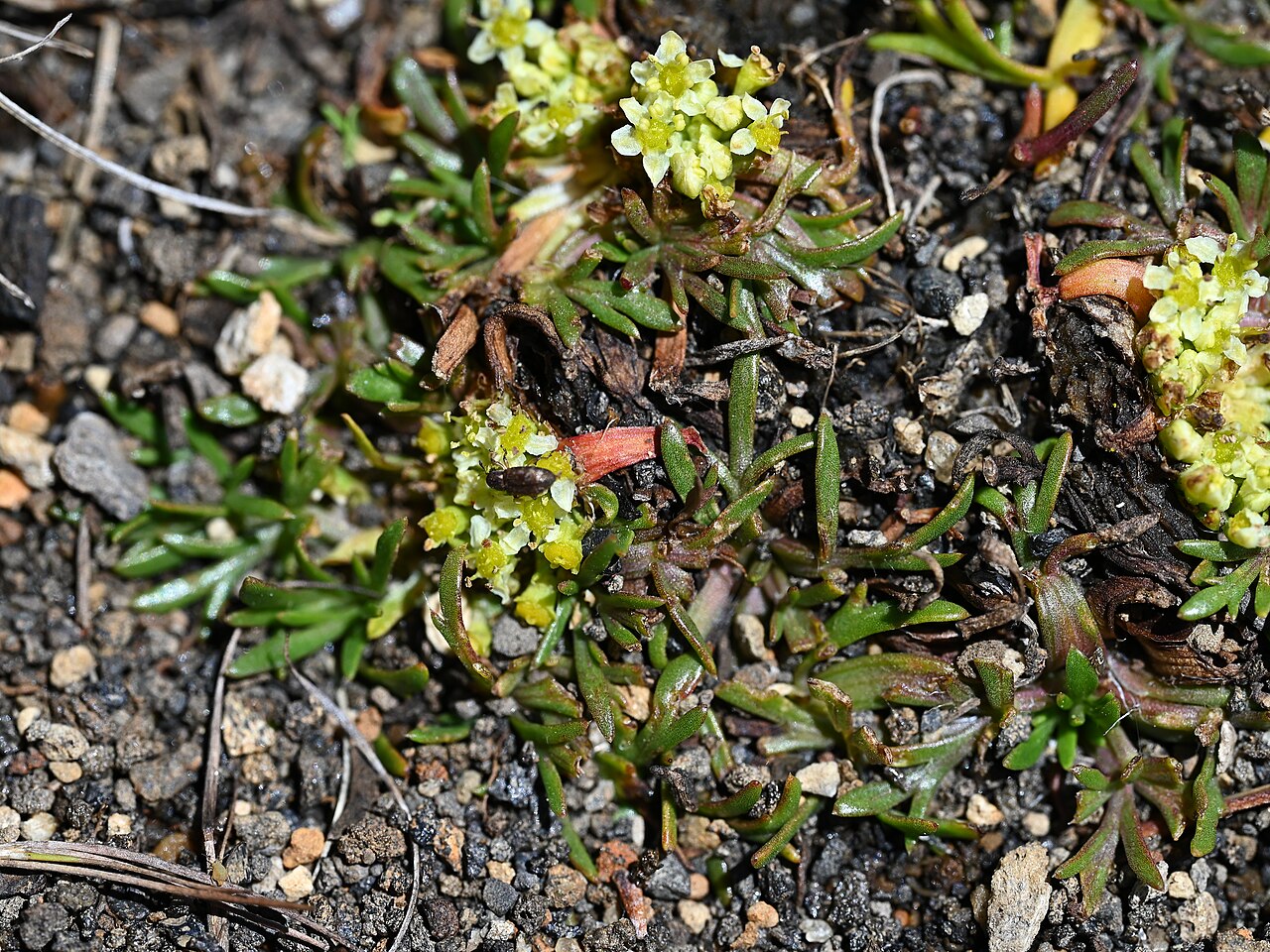 Azorella trifoliolata: Azorella trifoliolata on Laguna Chico de Icalma, Araukania, Chile