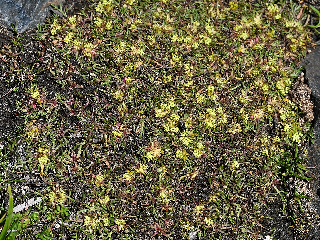Azorella trifoliolata: Azorella trifoliolata on Laguna Chico de Icalma, Araukania, Chile