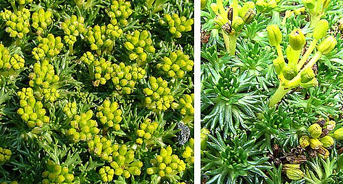 Azorella trifurcata: A mat plant of the southern Andes, here at the Botanical Gardens, UBC.