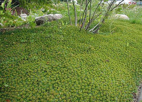 Azorella trifurcata: Azorella trifurcata