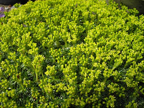 Azorella trifurcata: Azorella trifurcata 'Nana'